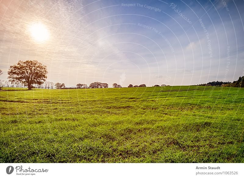 Landschaft - Baum - Sonne Natur Himmel Sonnenaufgang Sonnenuntergang Sonnenlicht Frühling Sommer Herbst Schönes Wetter Park Wiese Feld leuchten Wachstum Ferne