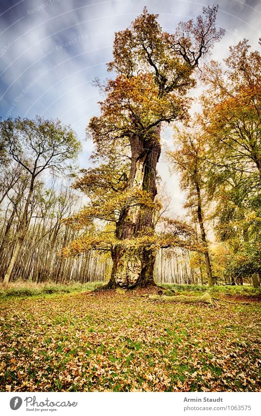 Alte Eiche Ferne Winter Natur Landschaft Pflanze Erde Himmel Gewitterwolken Herbst Klima Sturm Baum Park Wald alt verblüht dehydrieren bedrohlich dunkel groß