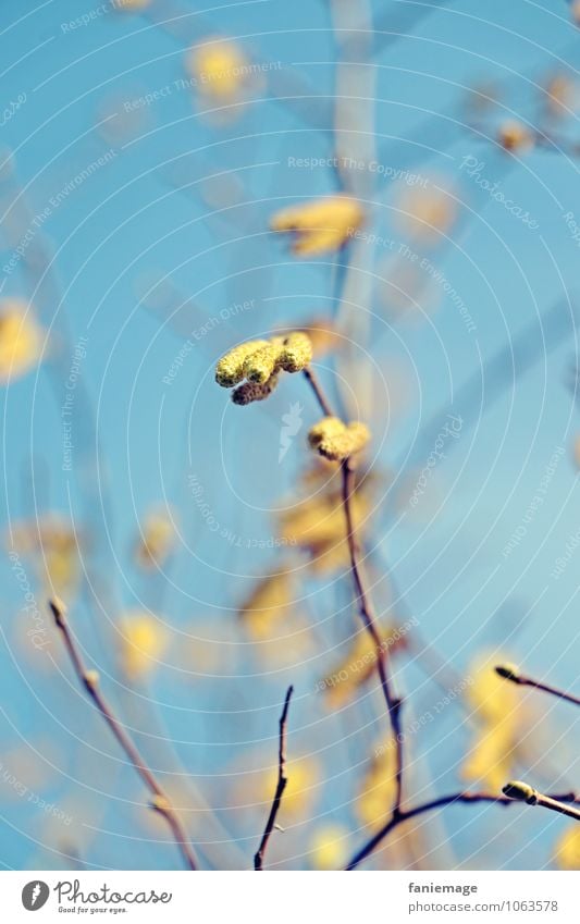 Frühling Umwelt Natur Baum Sträucher Garten Park schön blau Blauer Himmel gelb Frühblüher wiegen gold Ast Zweig Zweige u. Äste verzweigt Blütenknospen Wärme