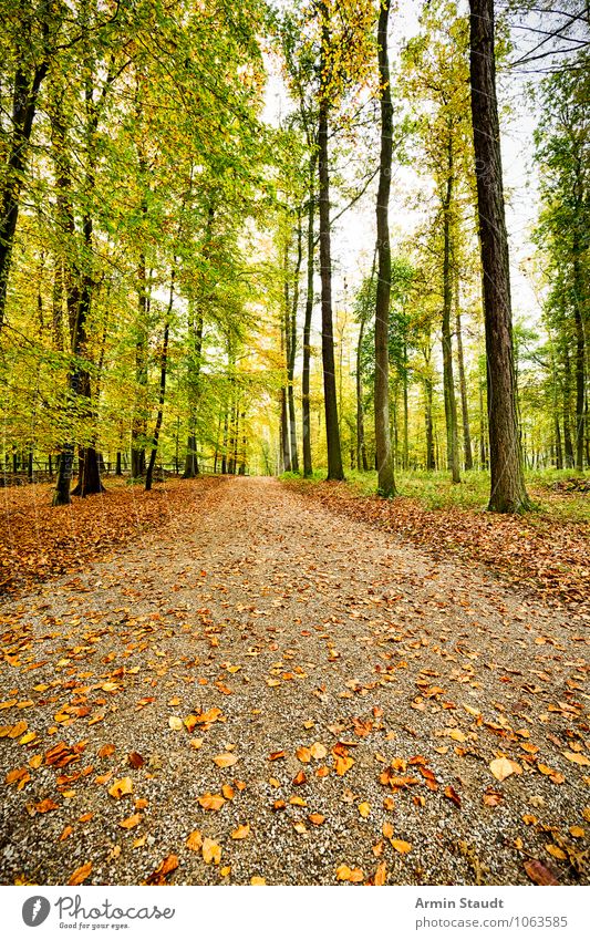 Herbstwaldweg harmonisch Erholung Ferien & Urlaub & Reisen Ferne wandern Umwelt Natur Landschaft Erde Schönes Wetter Baum Wald Wege & Pfade atmen träumen