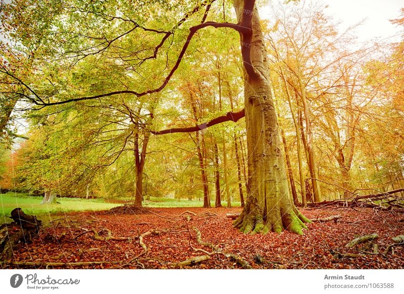 Herbstwald harmonisch Zufriedenheit Natur Landschaft Schönes Wetter Baum Wald alt Wachstum ästhetisch dunkel groß natürlich schön gelb grün Stimmung Kraft