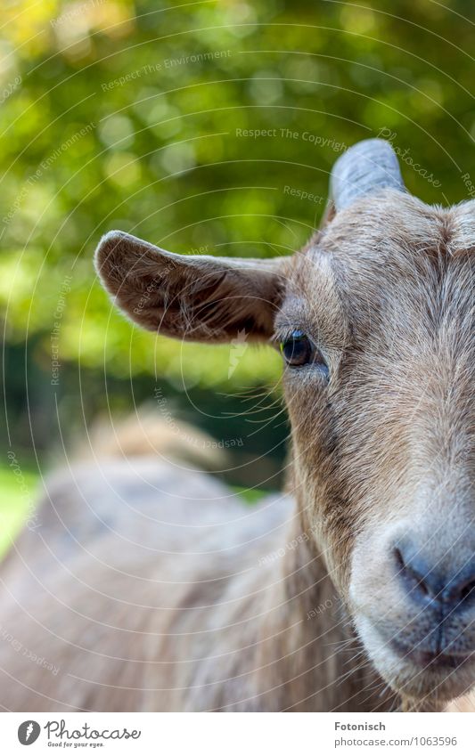 halbe Ziege Tier Streichelzoo Ziegen 1 Lächeln wild grün Farbfoto Außenaufnahme Textfreiraum links Textfreiraum oben Tag Starke Tiefenschärfe Zentralperspektive