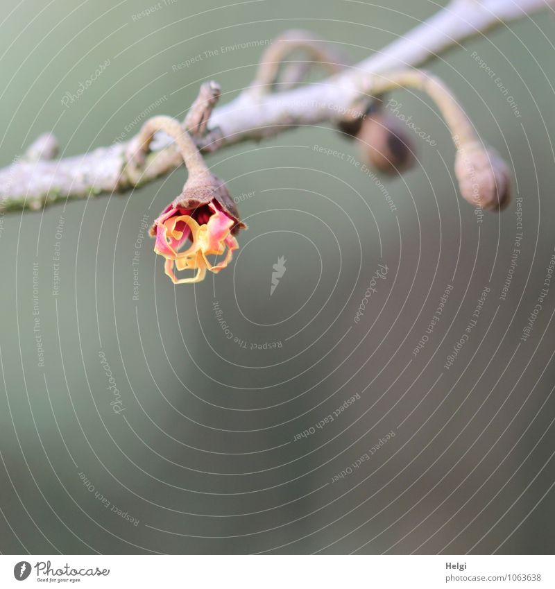 zaghafter Aufbruch... Umwelt Natur Pflanze Winter Schönes Wetter Sträucher Blüte Zweig Blütenknospen Zaubernuss Zaubernussblüte Park Blühend Wachstum ästhetisch