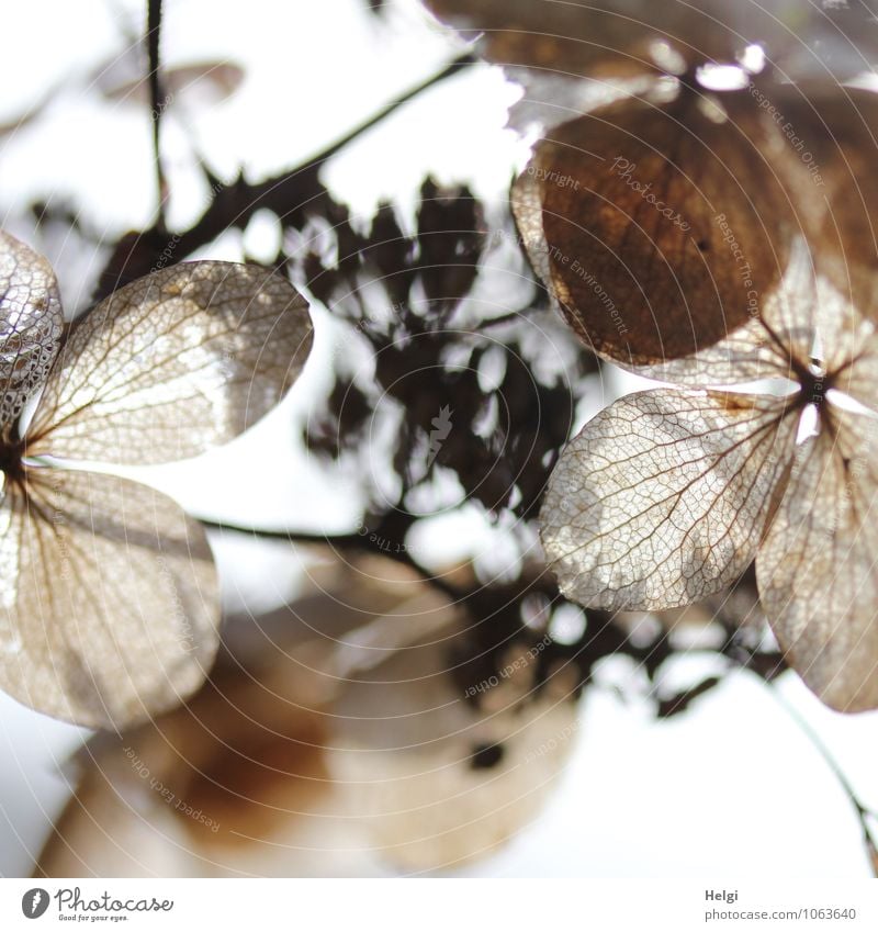 vergänglich... Umwelt Natur Pflanze Winter Blume Blatt Blüte Hortensie Hortensienblüte Blütenblatt Blattadern Park alt Blühend verblüht dehydrieren authentisch