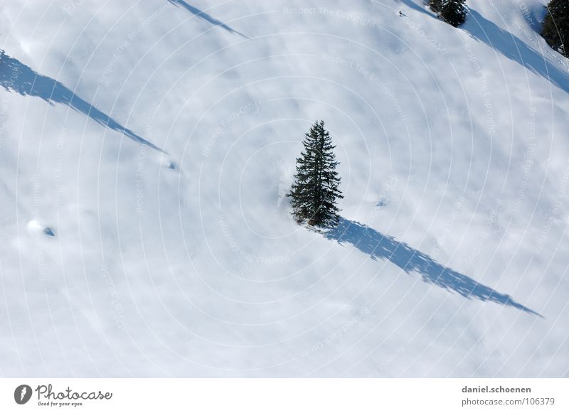 o tannenbaum ... weiß Baum Ferien & Urlaub & Reisen Winterurlaub Schwarzwald Tiefschnee Pulverschnee Tanne wandern grau geheimnisvoll unklar Skifahrer lichtvoll