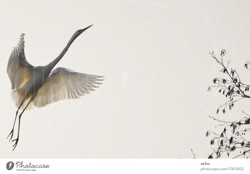 gutes Gelingen Natur Schönes Wetter Zweige u. Äste Baumkrone Silberreiher Lebewesen Vogel Feder 1 Tier fliegen schön weiß friedlich Farbfoto Außenaufnahme