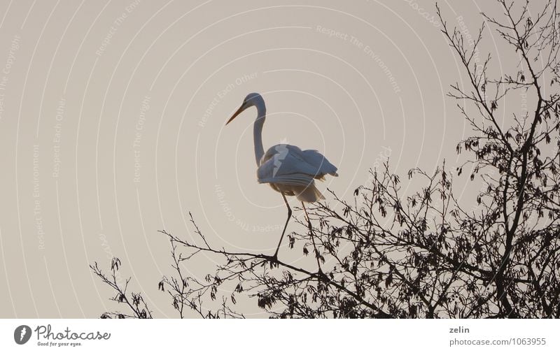 federleicht Silberreiher Vogel Lebewesen 1 Tier Jagd dünn weiß warten Wachsamkeit geduldig Gelassenheit Farbfoto Außenaufnahme Menschenleer Abend Tierporträt