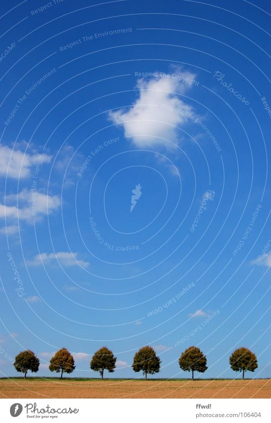 six in a row Baum Baumreihe aufgereiht Symmetrie horizontal Glätte gerade einheitlich Linearität einfach Feld Landwirtschaft Sommer Wolken 6 Reihe Linie Ordnung