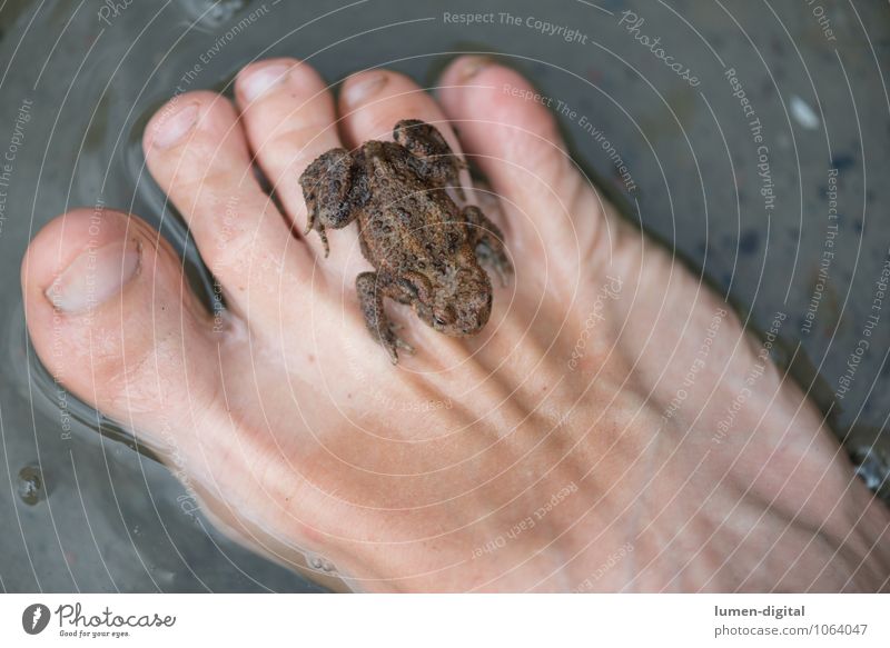 Frosch auf Fuß Mensch Natur See 1 Tier sitzen braun Geborgenheit amphibien hüpfen Kröte Laubfrosch Farbfoto Detailaufnahme