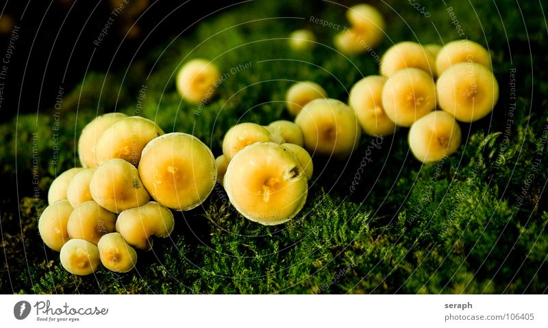 Pilzgruppe Moos Sporen Flechten Natur mehrere Anhäufung Knolle Pilzhut kappe Lamelle Umwelt Pflanze Botanik Herbst herbstlich ökologisch pilzkappe mykologie