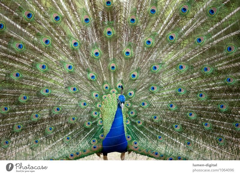 Pfau Vogel Pfauenfeder 1 Tier Brunft blau grün Stolz Pfauenauge Berlin bildfüllend federn Feder männlich pfaueninsel rad schlagen eitel Eitelkeit Farbfoto