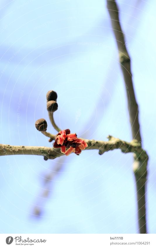 Zaubernuss (Hamamelis) Pflanze Himmel Wolkenloser Himmel Sonnenlicht Winter Schönes Wetter Sträucher Blüte Nutzpflanze Wildpflanze Hamamelis Zaubernuss Garten