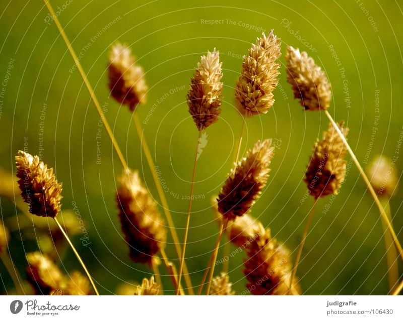 Gras grün Stengel Halm Ähren glänzend schön weich Rauschen Wiese zart beweglich sensibel federartig Pflanze Farbe Sommer Pollen rispe rispen flimmer Weide sanft