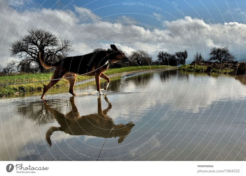 cloudwater Erholung ruhig Ausflug Natur Landschaft Luft Wasser Himmel Wolken Schönes Wetter Baum Gras Wiese Straßenverkehr Haustier Hund 1 Tier Wege & Pfade