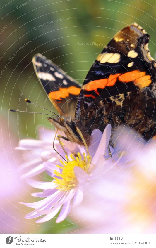 Admiral Pflanze Tier Sonne Sommer Wetter Schönes Wetter Blume Blüte Garten Park Wildtier Schmetterling Tiergesicht Fühler Saugrohr Saugrüssel Flügel