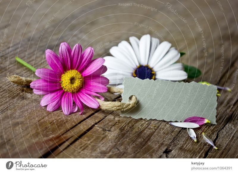 Blumen Gutschein Pflanze Erholung Freundschaft kaufen Geschenk Muttertag Valentinstag Muster Schilder & Markierungen Margerite rosa weiß Holzbrett Holztisch