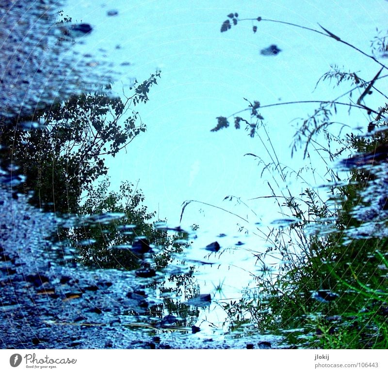 Blaue Stunde Gras Blüte Baum Sträucher Licht Asphalt Straßenrand grün Pfütze Regenwasser Natur Froschperspektive Schifffahrt Wasser Pflanze