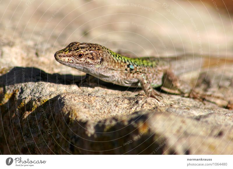 Mauereidechse Tier Wildtier Echte Eidechsen 1 beobachten hocken sitzen warten natürlich Reptil felseidechse landwirbeltier Farbfoto Außenaufnahme