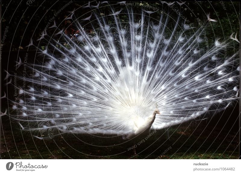 Weisser Pfau, Hochzeitspfau, Tier Vogel Brunft weiß Mut Pavo cristatus Pfauenrad balzend Huehnervogel Rad Feder Federn Fasanenartig Peacock white courtship