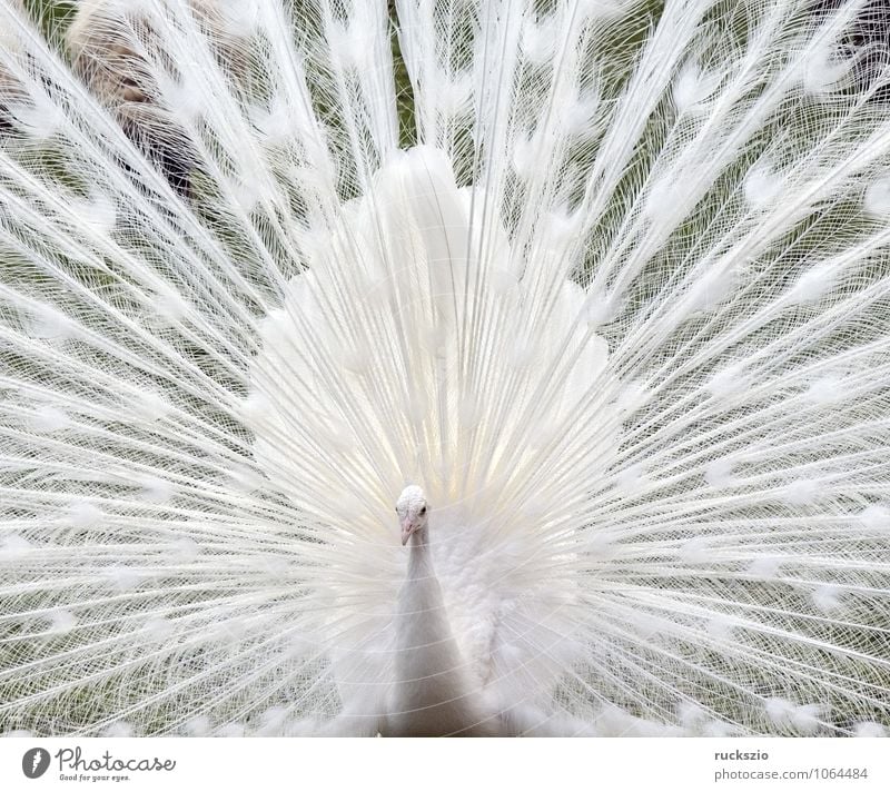 Weisser Pfau, Hochzeitspfau, Vogel Brunft weiß Mut Pavo cristatus Alba Pfauenrad balzend Huehnervogel Rad Feder Federn Fasanenartig white bird peacock peacocks