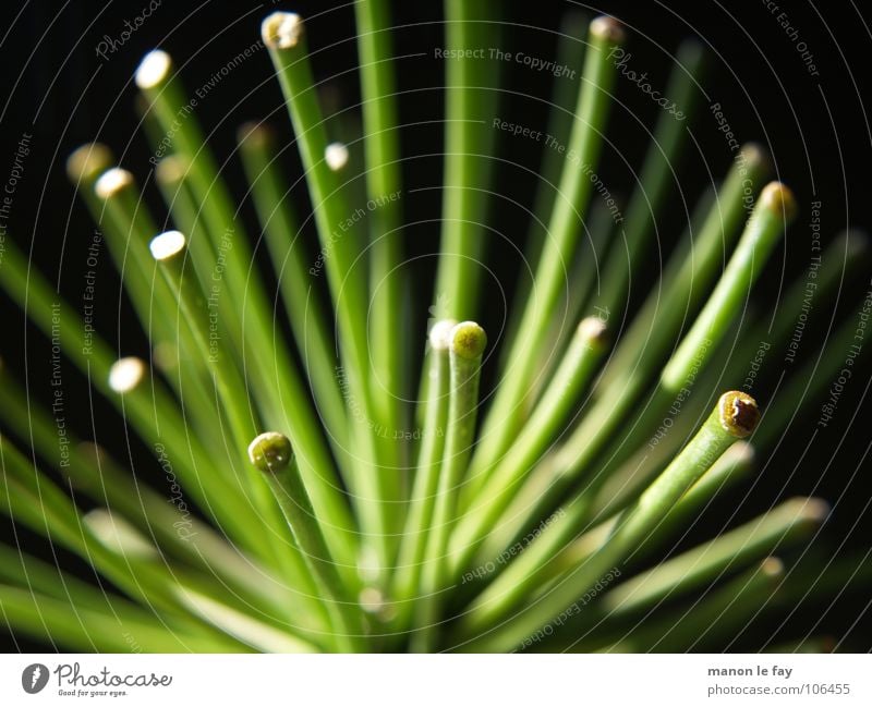 Feenzepter grün schwarz Unschärfe Pflanze nah Tier Muster Hintergrundbild schön Botanik Agapanthus Natur Makroaufnahme Nahaufnahme Blattgrün Strukturen & Formen