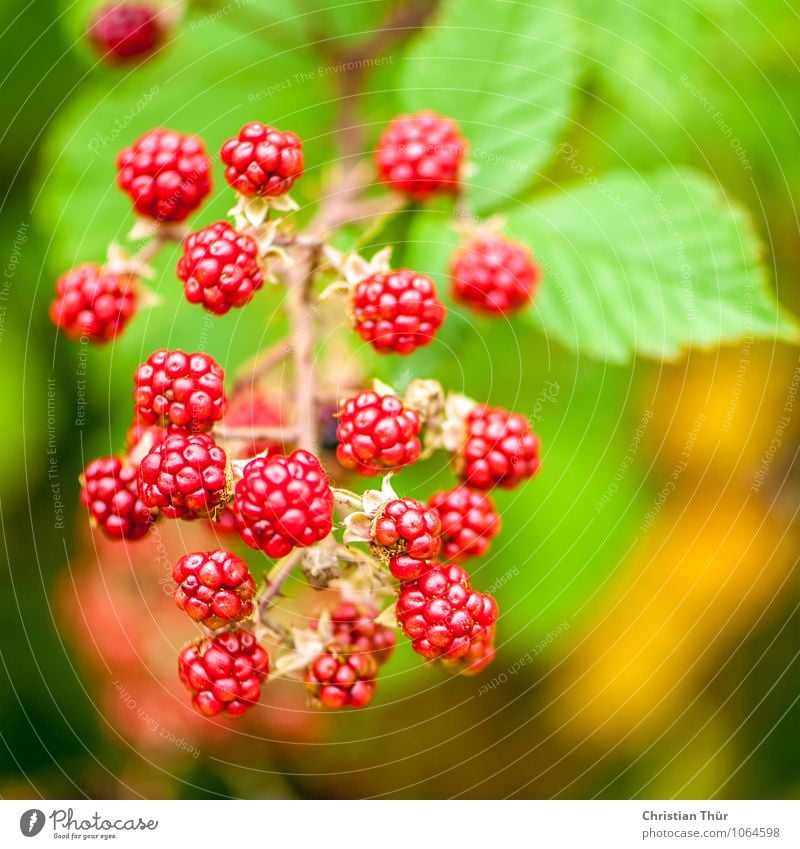 Wilde Brombeeren Frucht bromberbusch Beeren Beerensträucher Ernährung Frühstück Diät Fasten Gesundheit Gesundheitswesen Gesunde Ernährung sportlich Wellness