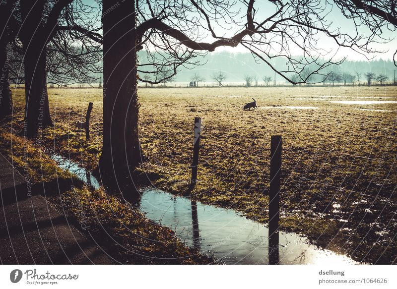 eines schönen wintermorgens ZWEI. Hund Freude Umwelt Winter Schönes Wetter Eis Frost Baum Wiese Feld Wald Allee Fitness frei Fröhlichkeit frisch Gesundheit kalt