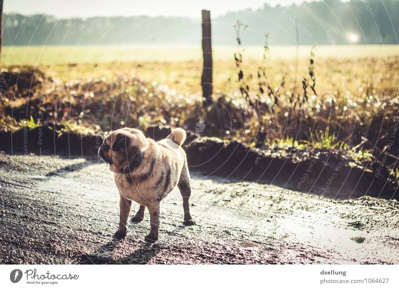 schönheit liegt im auge des besitzers. Umwelt Natur Landschaft Frühling Winter Schönes Wetter Wiese Feld Fußweg Tier Haustier Hund Mops 1 kalt klein Farbfoto