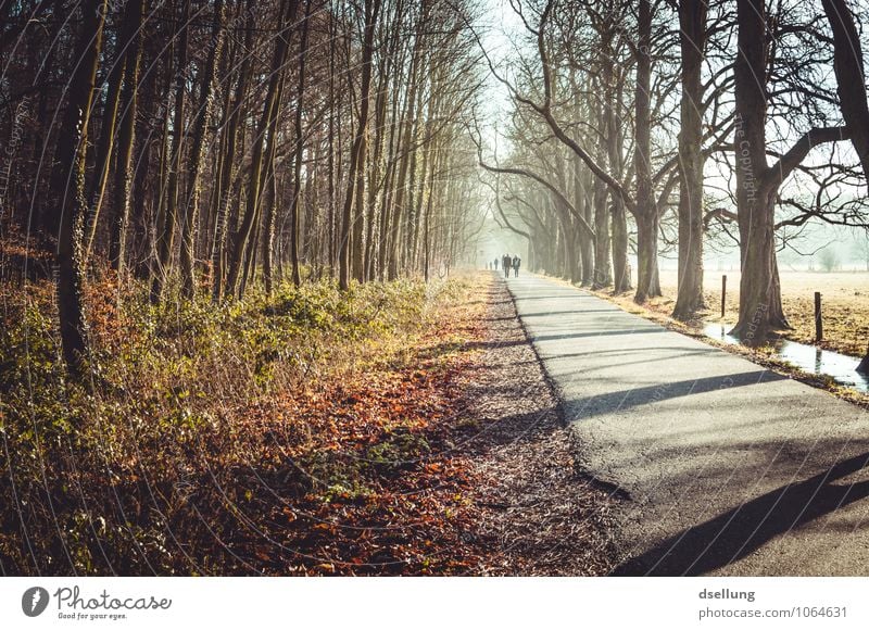 eines schönen wintermorgens. Spaziergang Spazierweg wandern Umwelt Winter Schönes Wetter Eis Frost Baum Wiese Feld Wald Allee Erholung Fitness frei