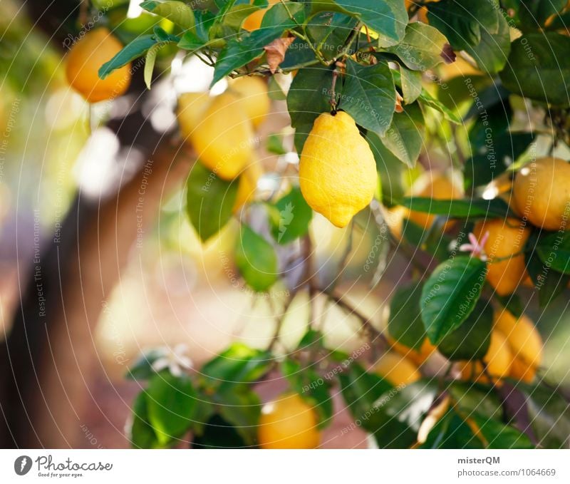 Yellow. Kunst ästhetisch Zufriedenheit Duft Zitrone Zitronensaft zitronengelb Zitronenschale Mallorca Spanien reif lecker sauer Gesunde Ernährung ökologisch