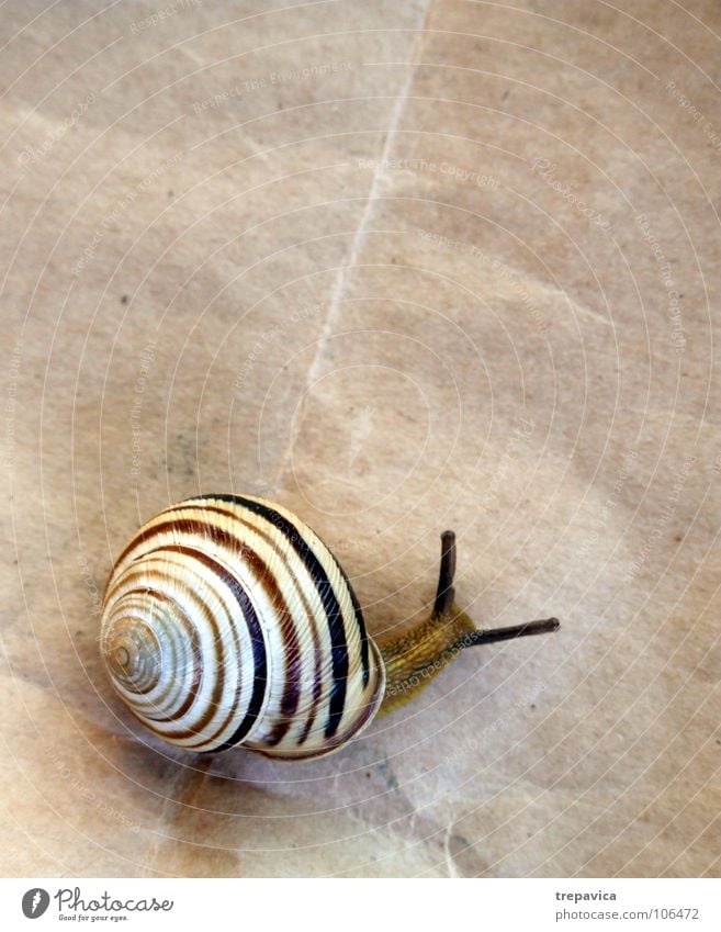 schneckecke Haus Papier Tier Spirale Schneckenhaus gestreift Streifen langsam braun Hintergrundbild Fühler Wohnung unterwegs Vogelperspektive schlemig Ohr