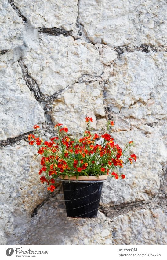 Mauerblümchen. Kunst ästhetisch Mauerpflanze Mauerstein Topf Topfpflanze Blumentopf Blumenstrauß Blumenladen Farbfoto Gedeckte Farben Außenaufnahme abstrakt