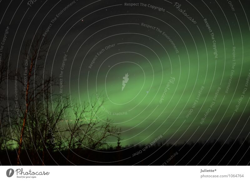 Polarlicht Tromsø Natur Landschaft Himmel Wolken Nachthimmel Winter Schönes Wetter Nordlicht Baum Sträucher Gefühle Stimmung Begeisterung Abenteuer