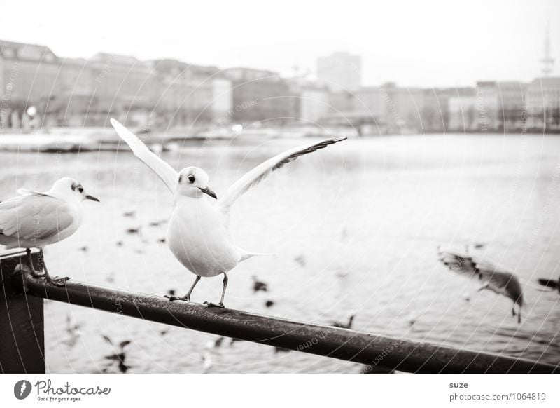 Frau Alster Lifestyle Stil Freude Freiheit Haus Kunst Kultur Tier Luft See Fluss Stadt Wildtier Vogel Flügel Bewegung Coolness Fröhlichkeit kalt lustig