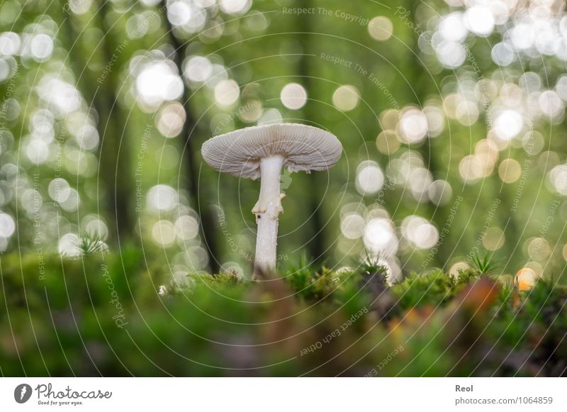 Im Moss III Natur Pflanze Urelemente Erde Herbst Schönes Wetter Moos Nutzpflanze Wildpflanze Pilz Pilzhut Sammlung weiß bewachsen Waldboden Wachstum grün Risiko