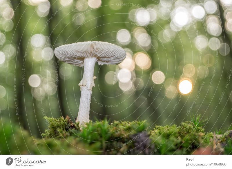 Im Moss II Umwelt Natur Pflanze Urelemente Erde Sonnenlicht Herbst Schönes Wetter Moos Wildpflanze Pilz Pilzhut weiß Wald glänzend Wachstum braun grün Waldboden