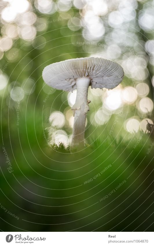 Im Moss Natur Pflanze Urelemente Erde Sonnenlicht Herbst Schönes Wetter Moos Grünpflanze Wildpflanze Pilz Pilzhut Wald Wachstum wild grün Waldboden weiß