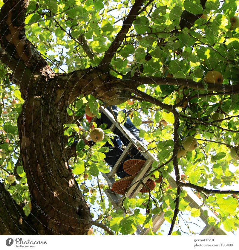 Apfelernte Baum Apfelbaum grün braun schwarz Kompott Saft Schuhe gefährlich Unfallgefahr Landwirtschaft schütteln Herbst Ernte Apfelkompott Blatt Zweige u. Äste