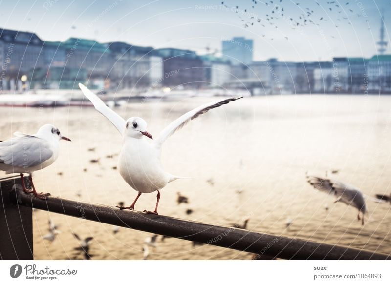 Alsterglück Lifestyle Freude Kultur Luft Wasser Schönes Wetter Seeufer Flussufer Stadt Hafenstadt Stadtzentrum Skyline Tier Vogel Flügel 1 Schwarm Stimmung