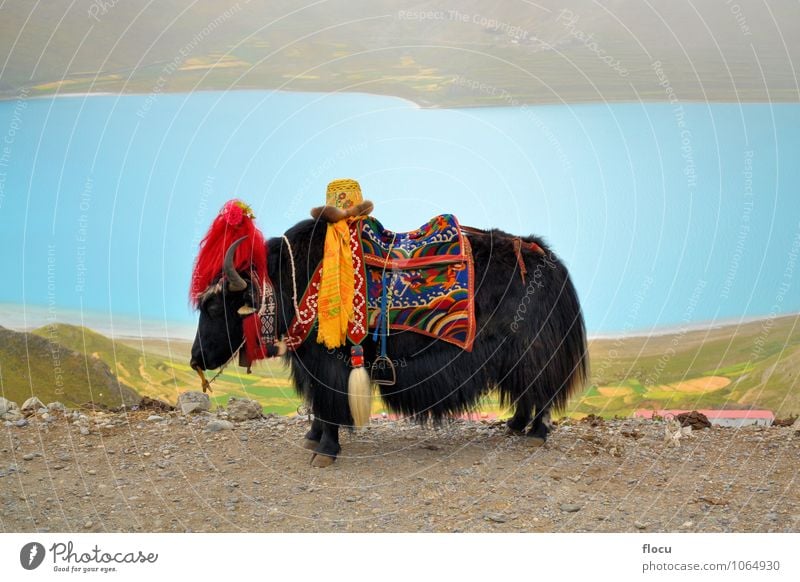 Tibetan Yak in front of lake Ferien & Urlaub & Reisen Natur Park Tradition high landscape mountain natural snow tourism Chinese spiritual Asien China sky blue