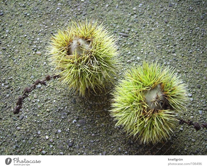 Castanea sativa Maronen essbar grün braun Herbst Pflanze Baum Baumfrucht Stachel Schalen & Schüsseln Edelkastanie Natur Sweet Chestnut