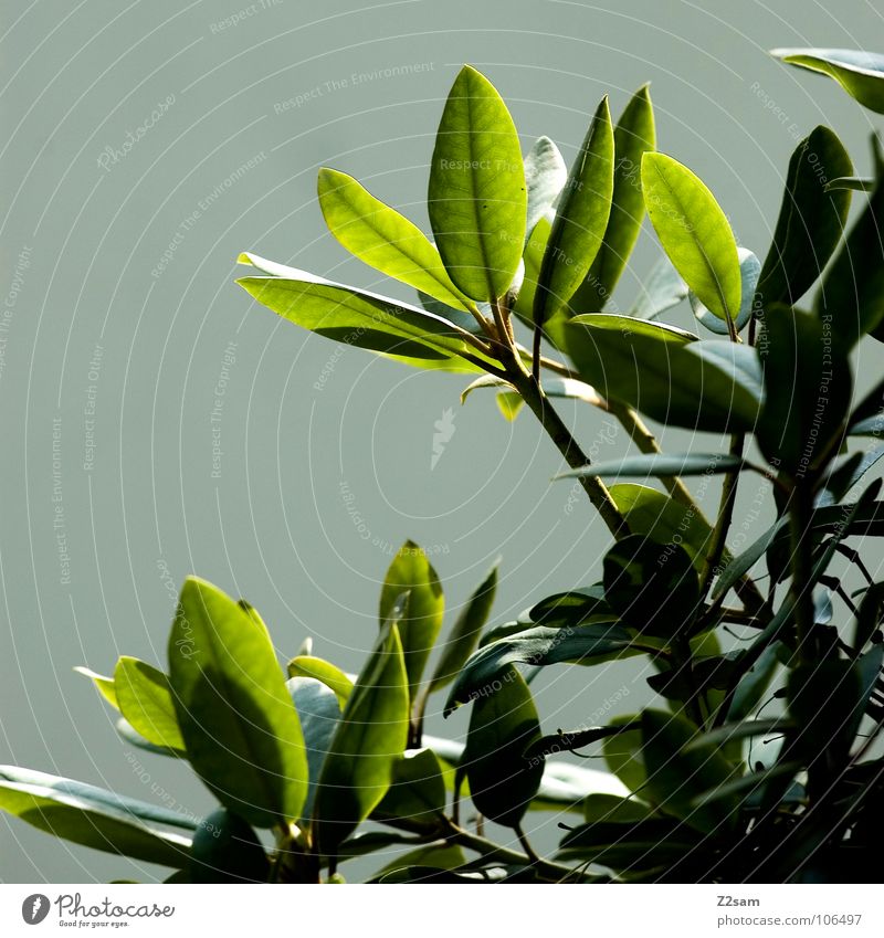 balkonien Balkon Blume Pflanze Sträucher grün Blatt Wand Wohnung Sommer Wachstum Natur einfach sehr wenige Garten Ast Blühend