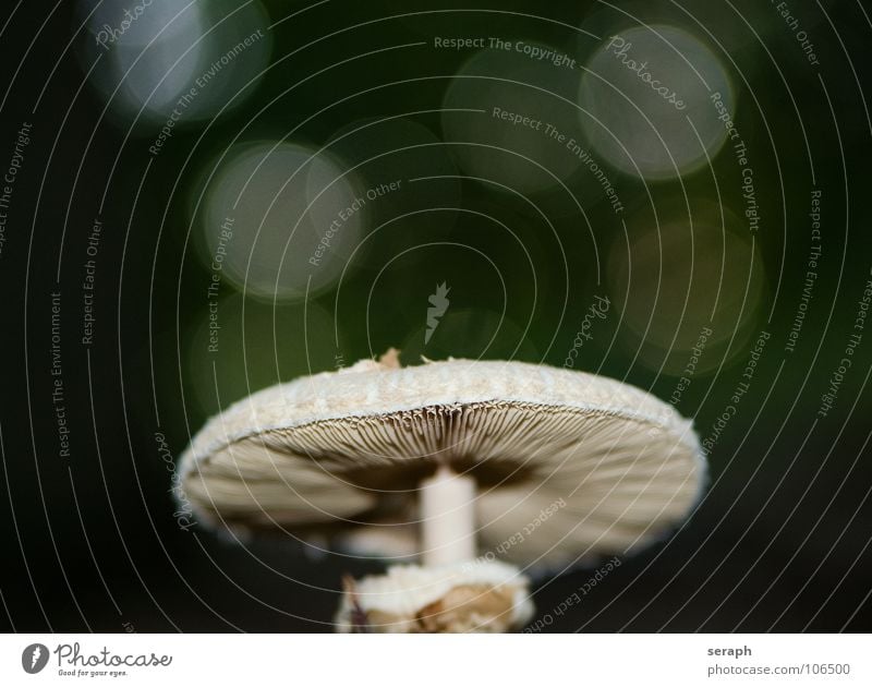 Parasol Pilz Sporen Parasolpilz Schimmelpilze Natur Speise Pilzsucher Knolle Hut Pilzhut fruchtkörper Stengel Steinpilze hutpilz essbar Gesunde Ernährung