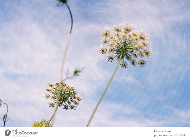 Blume weiß Wolken Außenaufnahme Himmel blau Natur falsche Karotte Freude