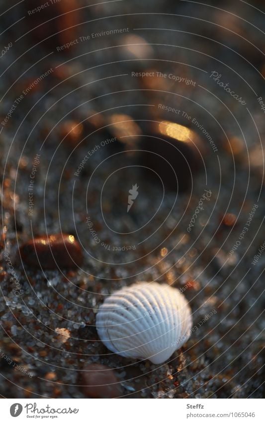 eine Muschel am Ostseestrand in warmem Nachmittagslicht Muschelschale Strand maritim Sand Sandkörner Sandstrand Stein Strandgut Muschelform warmes Licht