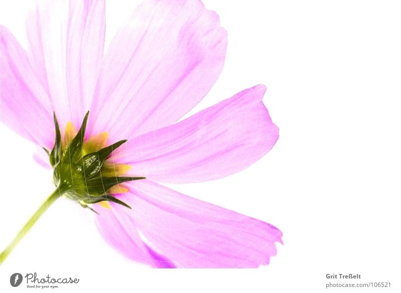 rosé Blume Blüte rosa Wiese Sommer Pflanze Regen Makroaufnahme