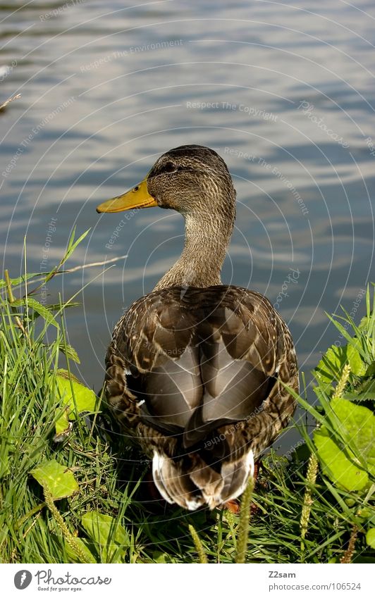 die luft ist rein Tier Gras grün Schnabel Sommer Natur Gewässer Am Rand links Feder stehen springen Vogel Ente Wasser animal Amerika sitzen warten lage Blick