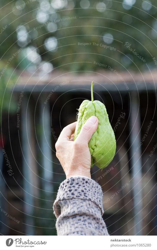 Hand hochhaltende einheimische grüne Birne Frucht Lebensmittel hausgemacht Gesunde Ernährung Bioprodukte Fokus auf den Vordergrund Schwache Tiefenschärfe