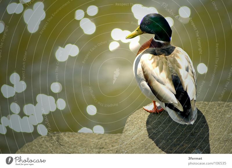 ente Erpel Tier Vogel See Gewässer Teich Zoo Gehege Feder Schnabel Sommer Frühling Natur Am Rand stehen springen Beginn Ente Animal Wasservogel glänzend