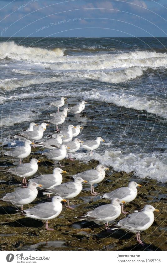 Möwenparade Wellness Leben harmonisch Wohlgefühl Zufriedenheit Erholung ruhig Schwimmen & Baden Sommerurlaub Strand Meer Wellen Umwelt Natur Landschaft